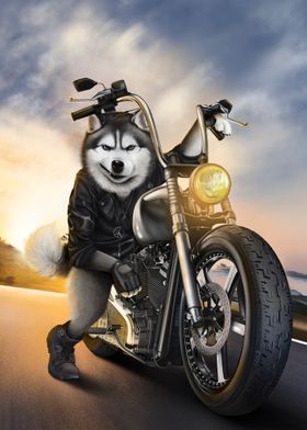 Siberian Husky on Wheel