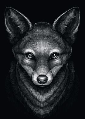 Drawing of the fox
