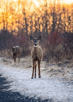 Curious fawn