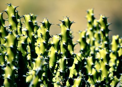 Snap of Green cactus plant