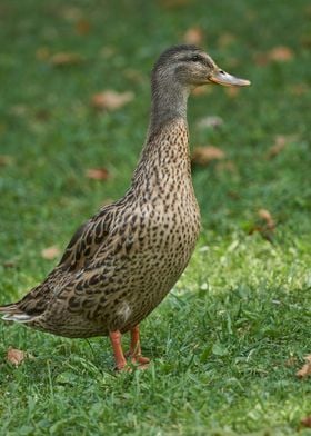 duck on meadow