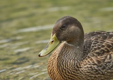 duck swim on lake