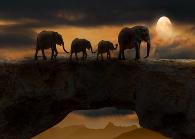 sunset elephant night