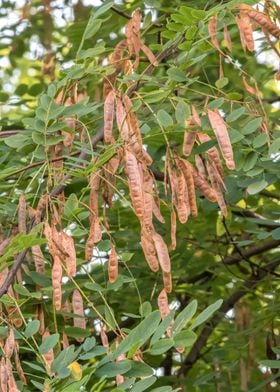 Robinia pseudoacaciablack