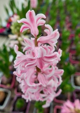 hyacinth in the vase