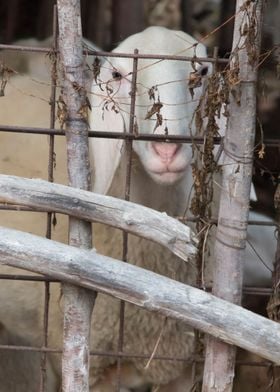 sheep in the box