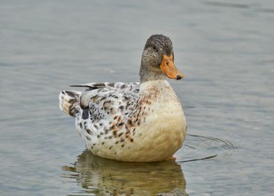 duck swim on lake