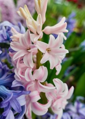 hyacinth in the vase