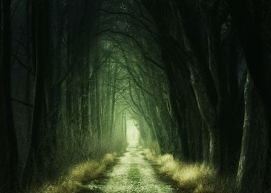 Road In The Forest 