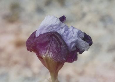 iris in bloom