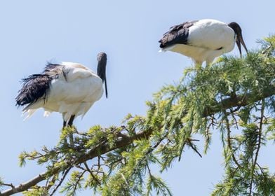 sacred ibis in the farm