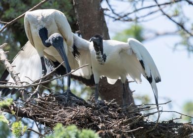 sacred ibis in the farm