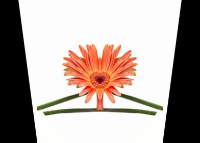 gerbera daisy in bloom