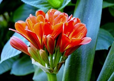 clivia in bloom in the gar