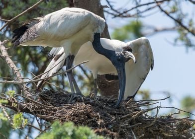 sacred ibis in the farm