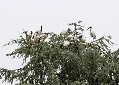 sacred ibis in the farm