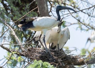 sacred ibis in the farm