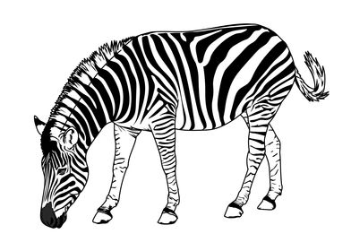 Zebra