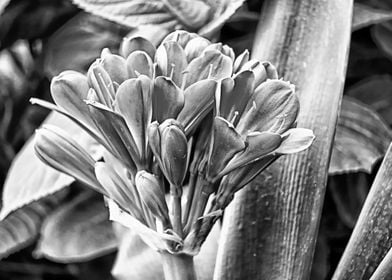 clivia in bloom in the gar