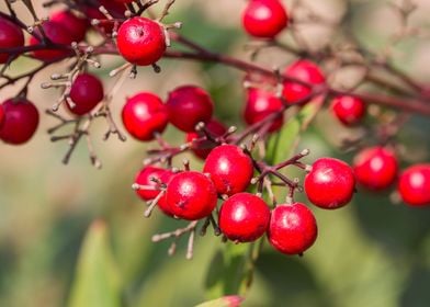 red berries in the garden