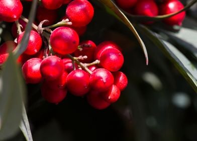 red berries in the garden