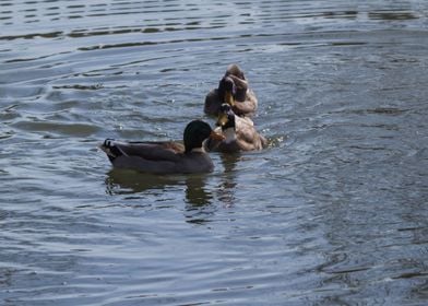 ducks swimming in the lake