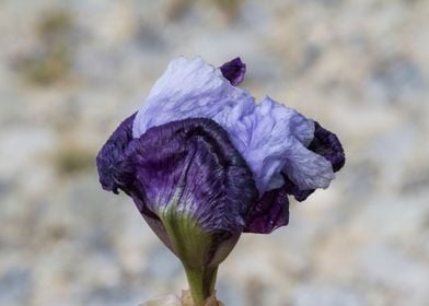 iris in bloom