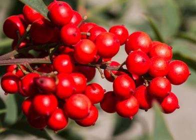 red berries in the garden