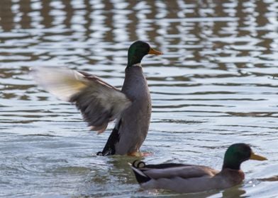 ducks swimming in the lake