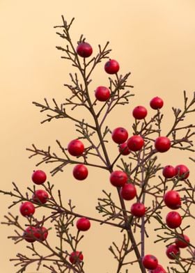 red berries in the garden