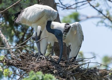 sacred ibis in the farm