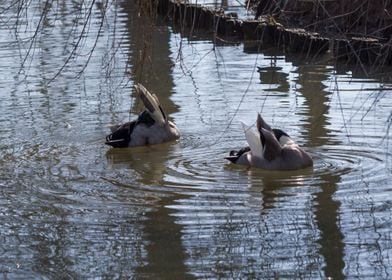 ducks swimming in the lake