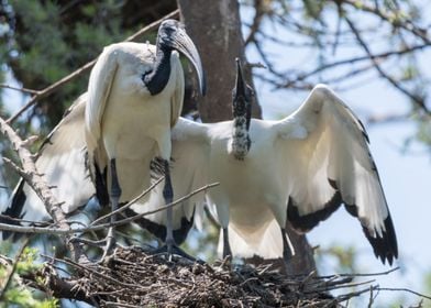 sacred ibis in the farm