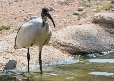 sacred ibis in the farm