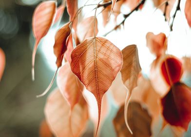 orange plant tree focus