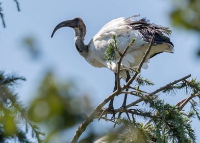 sacred ibis in the farm