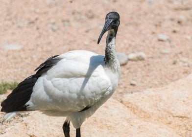 sacred ibis in the farm