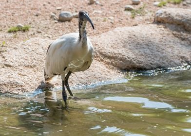 sacred ibis in the farm