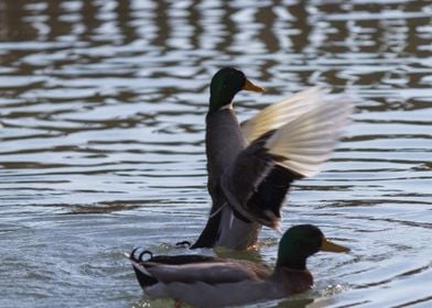 ducks swimming in the lake