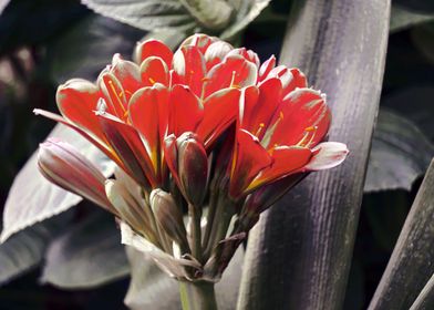 clivia in bloom in the gar