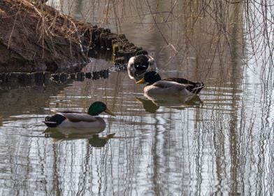 ducks swimming in the lake