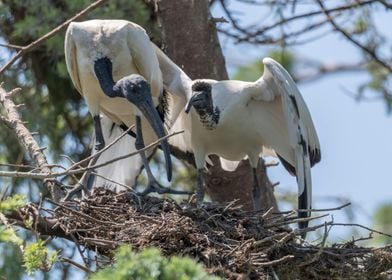 sacred ibis in the farm