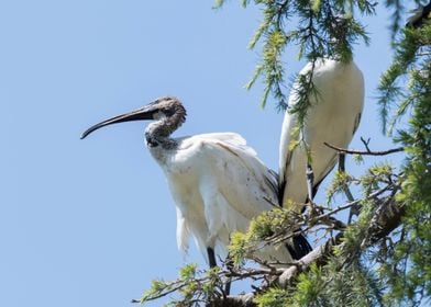 sacred ibis in the farm