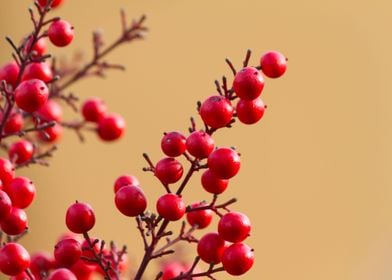 red berries in the garden