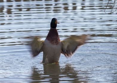 ducks swimming in the lake