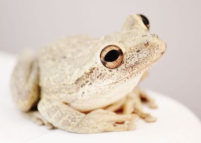 white frog eye table