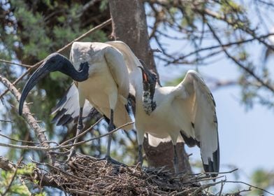 sacred ibis in the farm