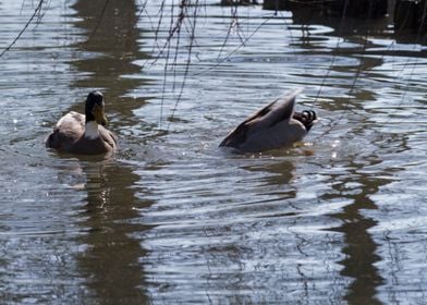 ducks swimming in the lake