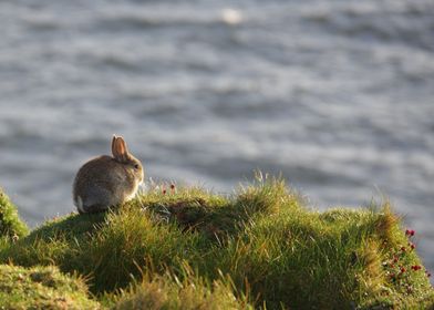 floor green rabbit sea