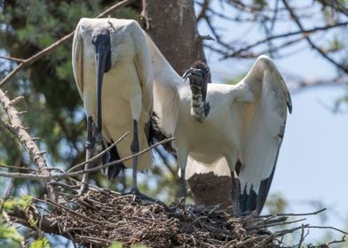 sacred ibis in the farm